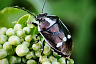 Саратовец показал эффектных насекомых Кумысной поляны 